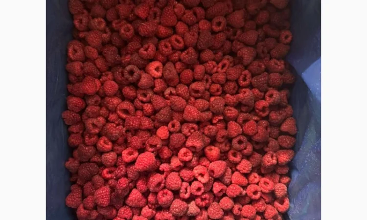 Малина заморожена, 90/10, урожай 2024 року - фото № 1