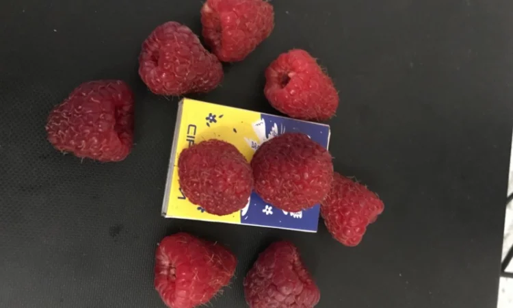 Продам малину - фото № 1