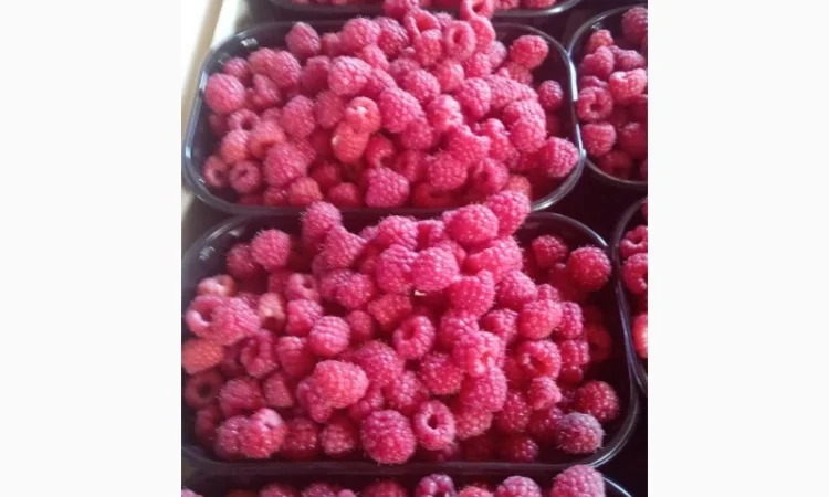 Продам малину 2023 - фото № 1