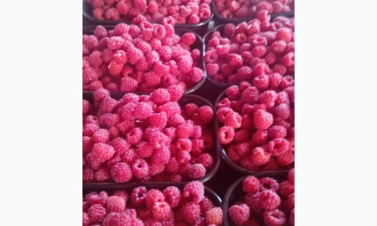 Продам малину 2023 - фото № 2