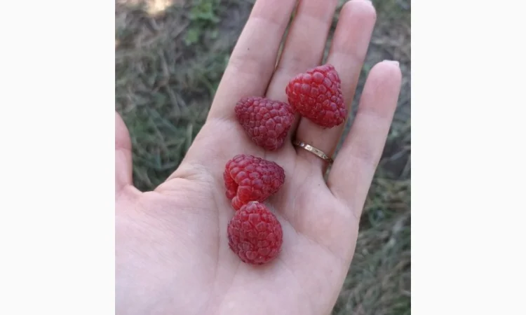 Малина на заморозку - фото № 1