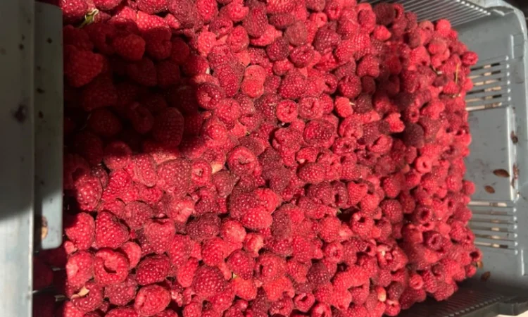 Продам малину 80/20 або в чешці - фото № 2