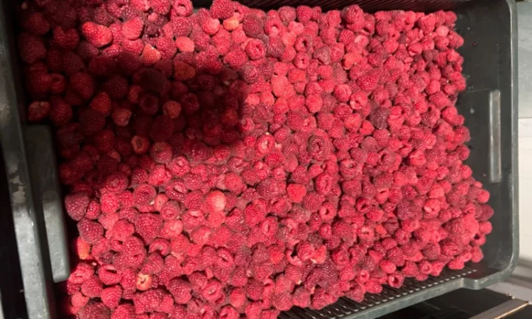 Продам малину 80/20 або в чешці - фото № 5