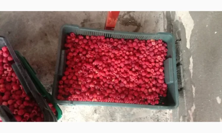 Куплю малину - фото № 1