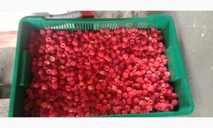 Куплю малину - фото № 2