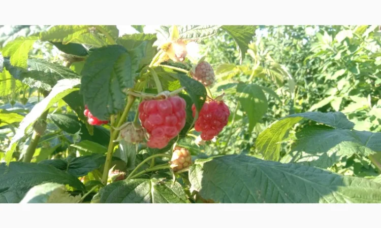 Куплю оптом малину - фото № 1