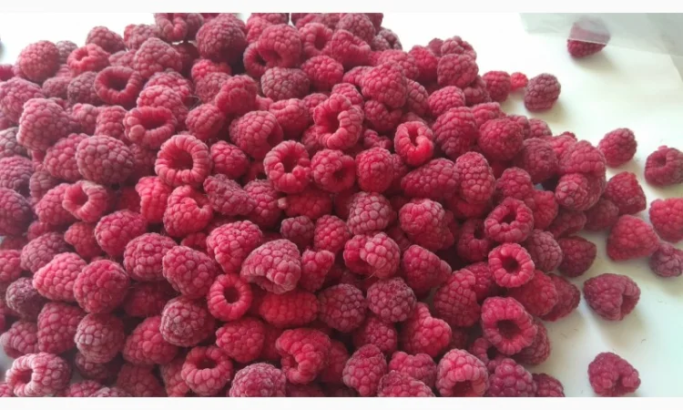 Закуповуємо малину свіжу (будь-який об'єм) - фото № 1