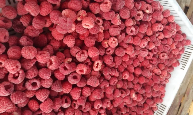 Куплю Малину Оптом - фото № 1