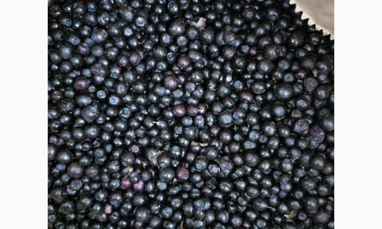 Закуповуємо заморожені ягоди - фото № 3