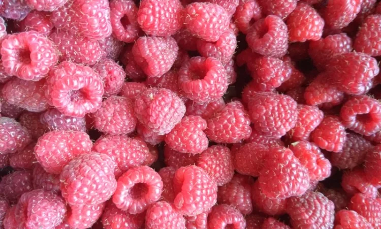 Купуємо малину - фото № 1