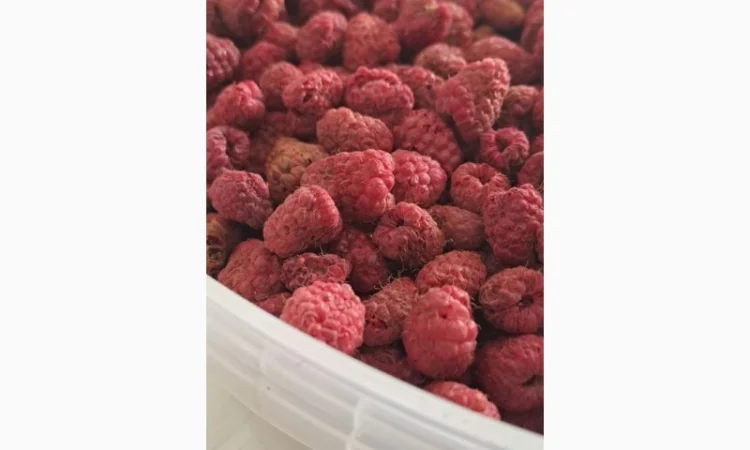 Продам малину сушену - фото № 1