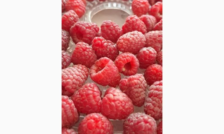 Продам малину сушену - фото № 2