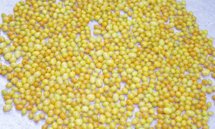 Обліпиха заморожена Б - клас - фото № 1