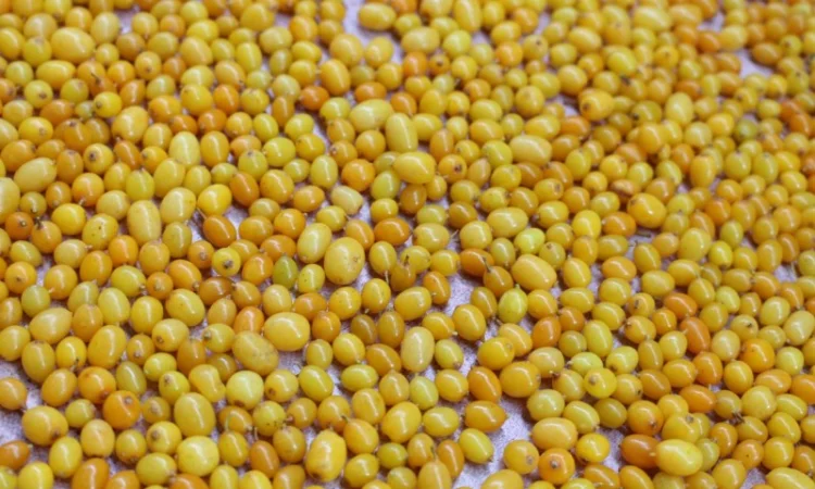 Обліпиха заморожена Б - клас - фото № 2