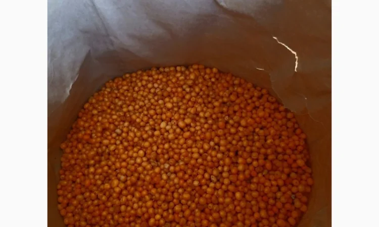 Обліпиха заморожена Б - клас - фото № 1