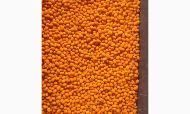 Продам заморожену обліпиху обʼєм 20т - фото № 1