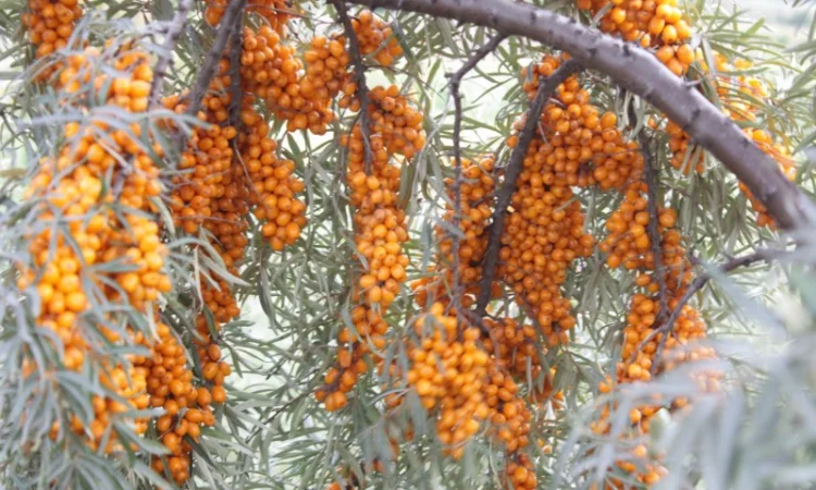 Обліпиха ягода заморожена на гілці ЕКО без хімічної обробки Перешлю - фото № 1