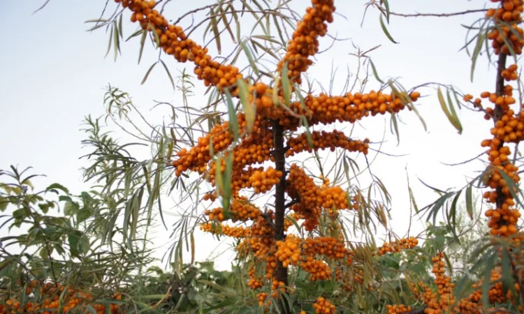 Обліпиха ягода заморожена на гілці ЕКО без хімічної обробки Перешлю - фото № 2