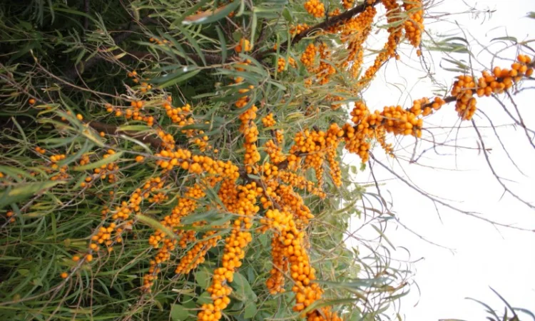 Обліпиха ягода заморожена на гілці ЕКО без хімічної обробки Перешлю - фото № 3