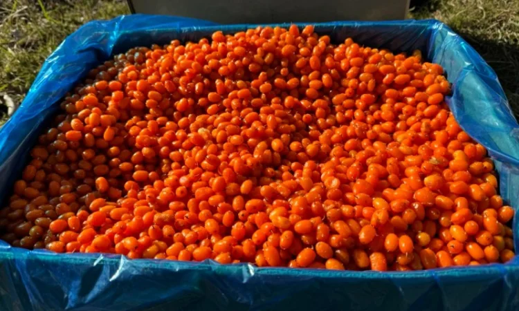 Продам обліпиху висшого сорту заморожену (Китай) - фото № 1