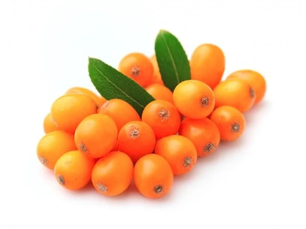 Куплю свіжу обліпиху без гілки - фото № 1