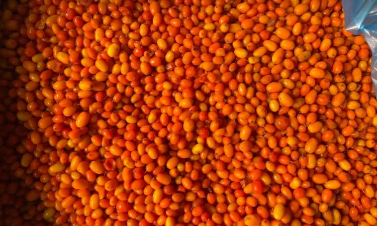 Заморожена обліпиха - фото № 1