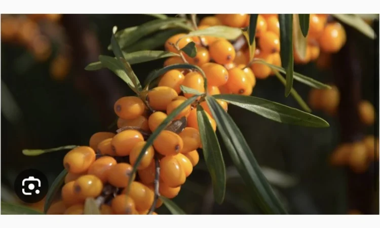 Куплю обліпиху ягоду на гілці - фото № 2