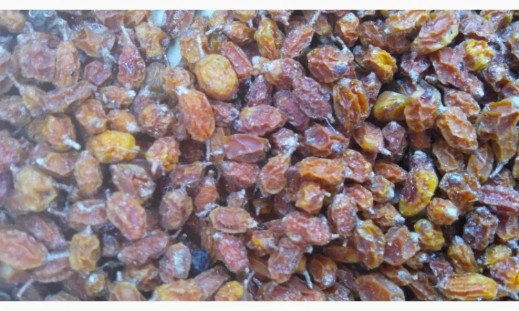 Продам суху ягоду Обліпихи - фото № 1