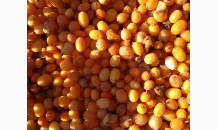 Продам обліпиху, облепиху - фото № 3