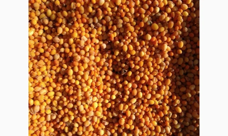 Продам обліпиху, облепиху - фото № 7