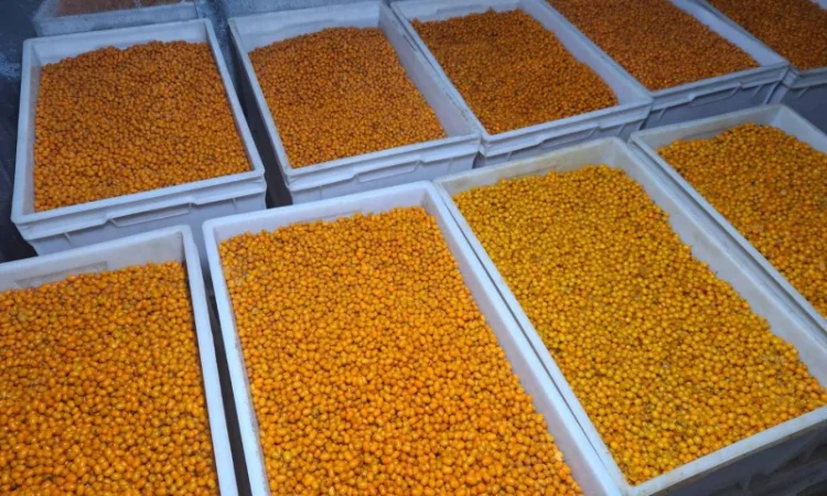 Обліпиха на вагу - фото № 2