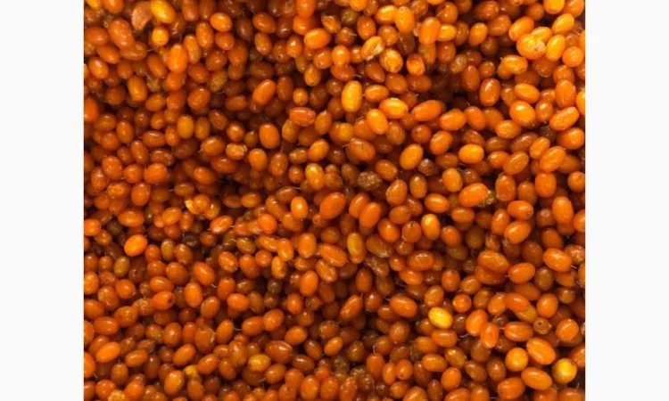 Купимо заморожену обліпиху від 10 тон оптом - фото № 1