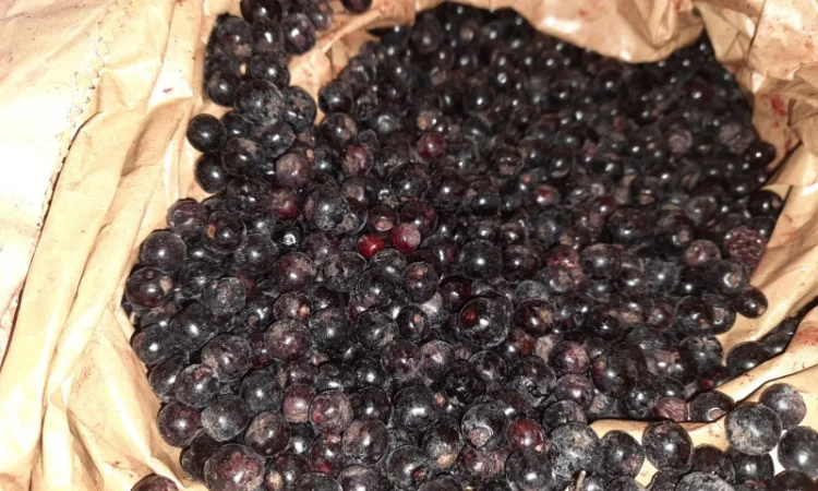 Арония черноплодная рябина - фото № 1