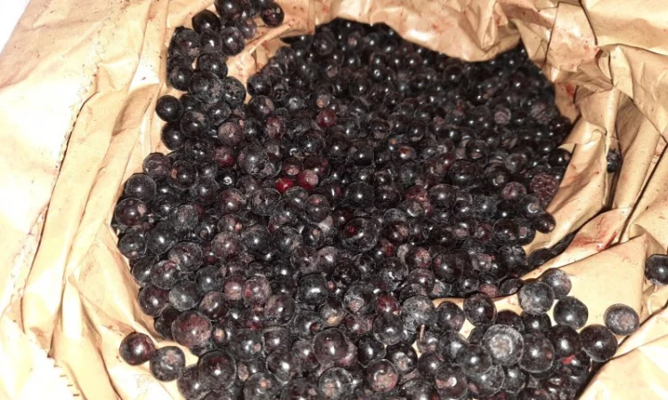 Арония черноплодная рябина - фото № 2