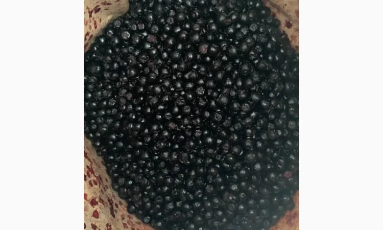 Продам Аронію(чорноплідну горобину) - фото № 1