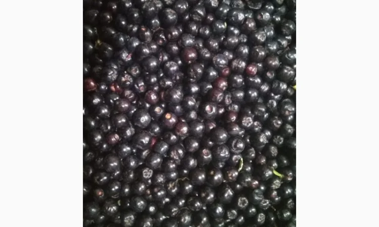 Рябина черная замороженная - фото № 1