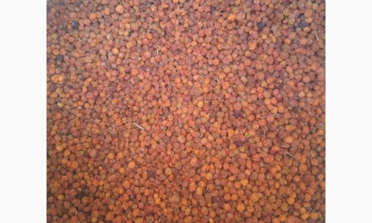 Куплю горобину червону - фото № 1