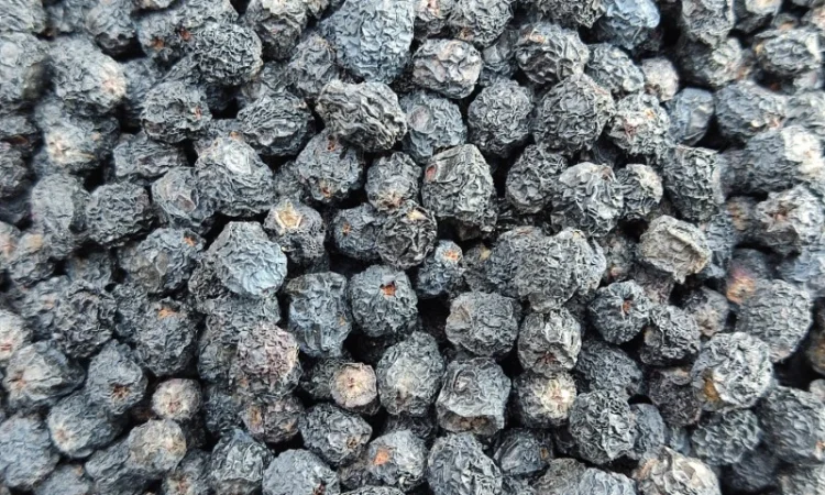 Аронія сушена, горобина чорноплідна, арония черноплодная - фото № 2