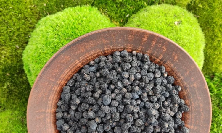 Аронія сушена, горобина чорноплідна, арония черноплодная - фото № 3