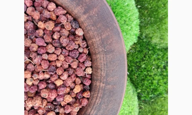 Горобина, червоноплідна горобина, рябина - фото № 2