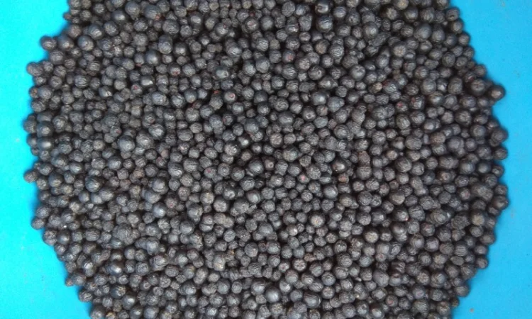 Черноплодная рябина, арония - фото № 2