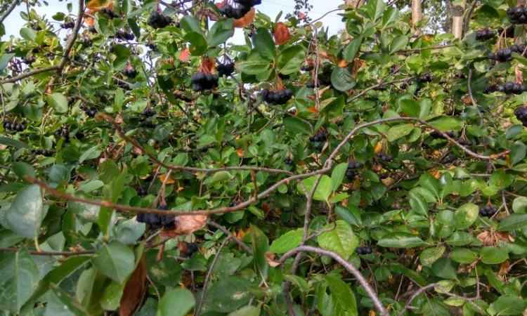 Черноплодная рябина, арония - фото № 3