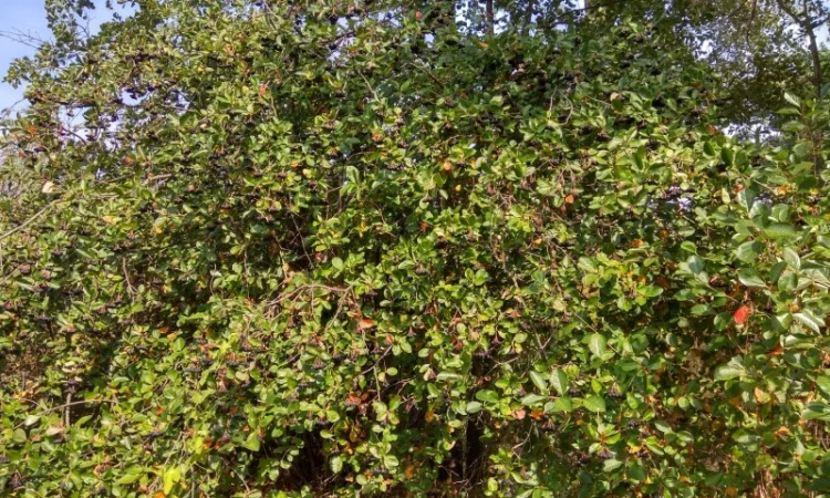 Черноплодная рябина, арония - фото № 4