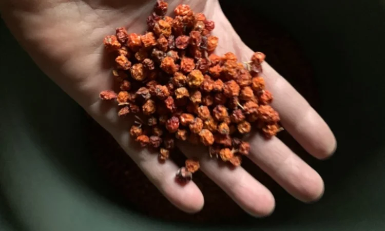 Продам горобину червону сушену - фото № 1