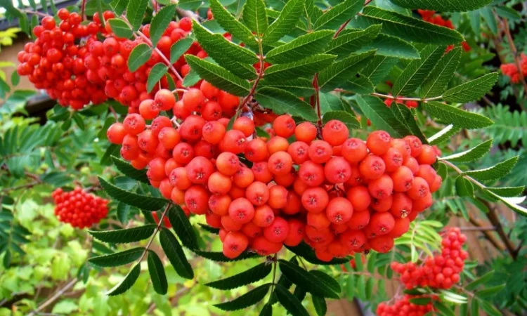 Купим СУШЕНУЮ красную рябину. бузину.шиповник Самовывоз по Украине - фото № 1