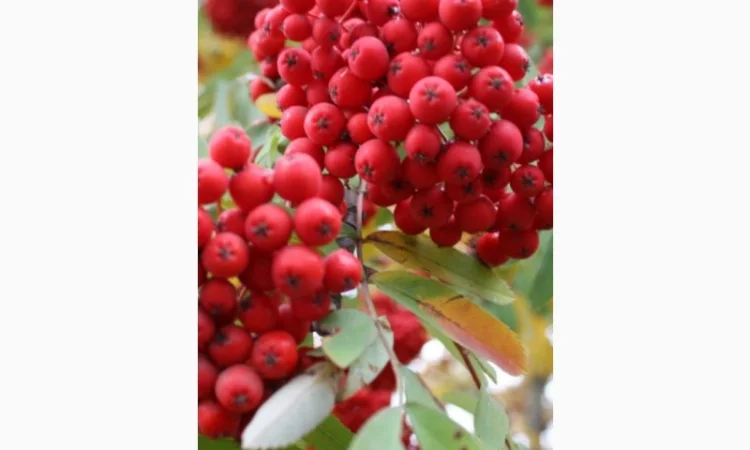 КУПИМ СУХУЮ ЯГОДУ красной рябины, шиповник, боярышник.Самовывоз от 500 кг - фото № 1