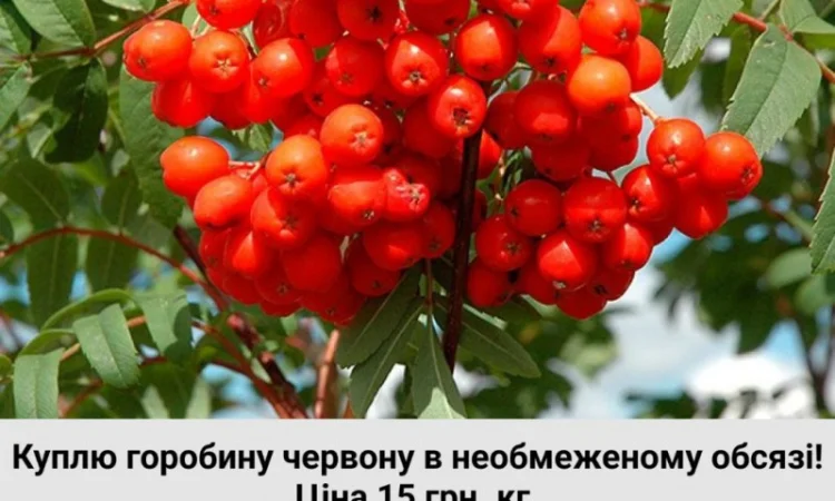 Закупаем рябину красную - фото № 1