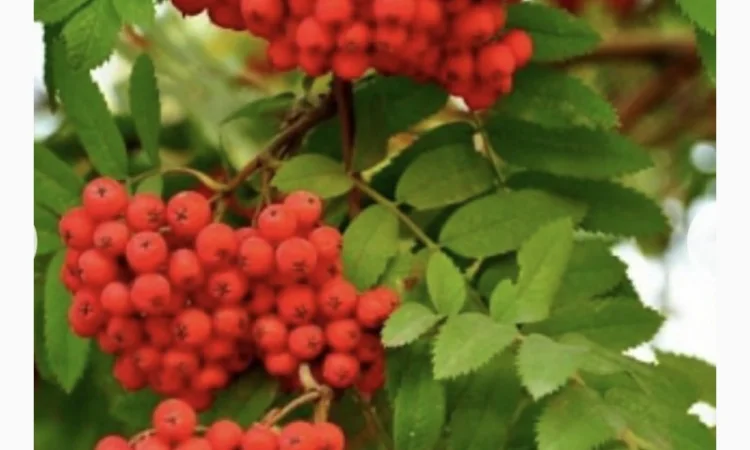 Куплю горобину червону - фото № 1