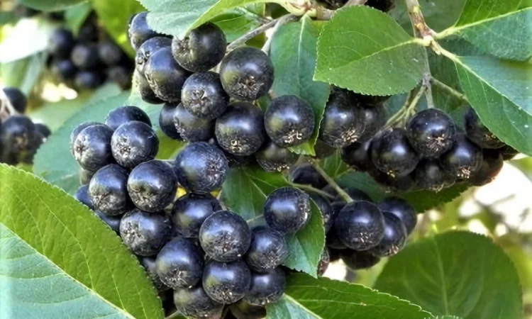 Куплю аронію оптом від 10 тонн - фото № 1