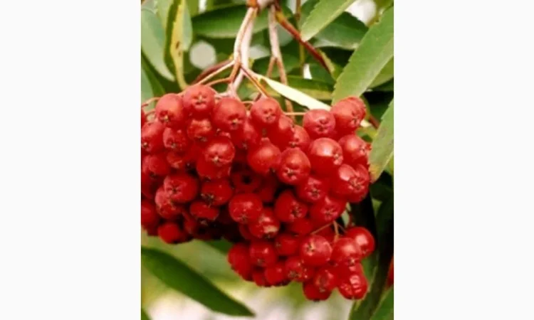 ЗАКУПАЕМ СУХИЕ ягоды рябины - фото № 1